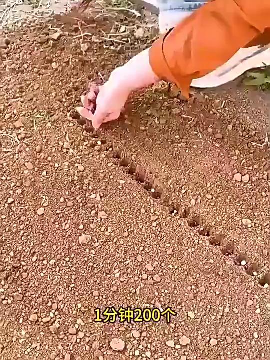 3/1x Plastic Hand Dibbler Garden Seeder Tool 12-Hole Fast Seeding Dispenser Dibber Efficient Planting In Flower Lawn Garden Tool