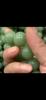 16MM Natural Light Green Hetian Jade Chalcedony Beaded Bracelet Unisex Women Chinese Gemstone Jewelry Gift