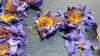 Egyptian Blue Water Lily Bluelotus Flower Blue Lotus Dried Flower 30g Sleep Aid Health Flavor Tea