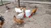 1pc, Chicken Water Feeder For Chicken, Duck, Goose, Turkey And Rabbit, Red Blue Orange