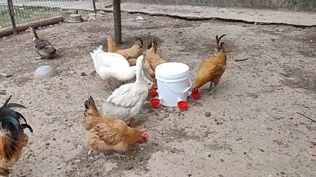 1pc, Chicken Water Feeder For Chicken, Duck, Goose, Turkey And Rabbit, Red Blue Orange
