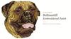 Bullmastiff – Dog-shaped patch, embroidered patch | Art-Dog