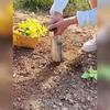 3PCS Upgrade Your Gardening Game With Stainless Steel Seedling Planter Tool Set, Make Planting Easier And More Efficient!