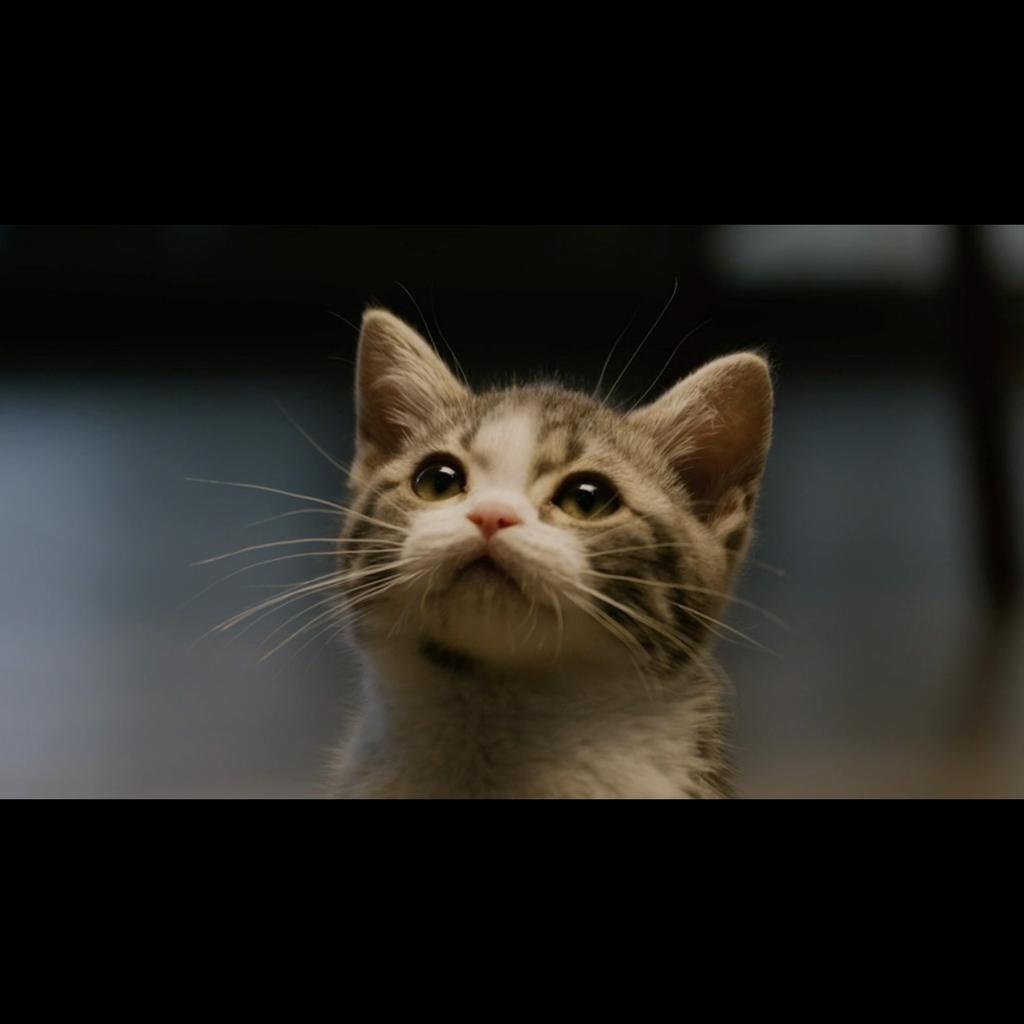 Smart Pet Feeder-Automatic Timed Feeding, Hd Live Camera, Remote Real-Time Video Voice Interaction, Home Suitable Cat And Dog Toys