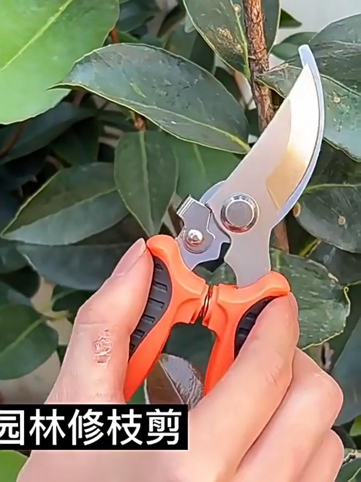 Seiko Art Park Scissors for Branch Cutting, Special Scissors for Branch Trimming, Garden Fruit Tree Trimming, Household Scissors