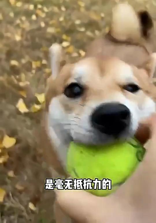 Pet Tennis Toys Level 2 Dog Tennis Micro Elastic Rubber Ball Dog Ball Bite Dog Training Supplies