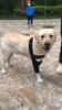 Hunde-Kniebandage mit verstellbaren Gurten und strapazierfähigem Stoffmaterial für kleine bis große Hunde