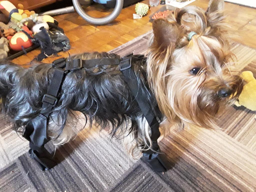 Hondenlaarzen Leggings Verstelbare Hondenbroek met Voetbeschermers, Waterdichte Hondenlaarzen Regenlaarzen met Suspender, Anti -slip en Vuile Proof Dog Schoenen Leggings Paws Protector voor (S