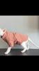 Sphynx katteklær Vintertykke kjæledyrklær for små hunder Katter Pulloverskjorte Myk Varm Hårløs Katt Pyjamas Dachshundklær