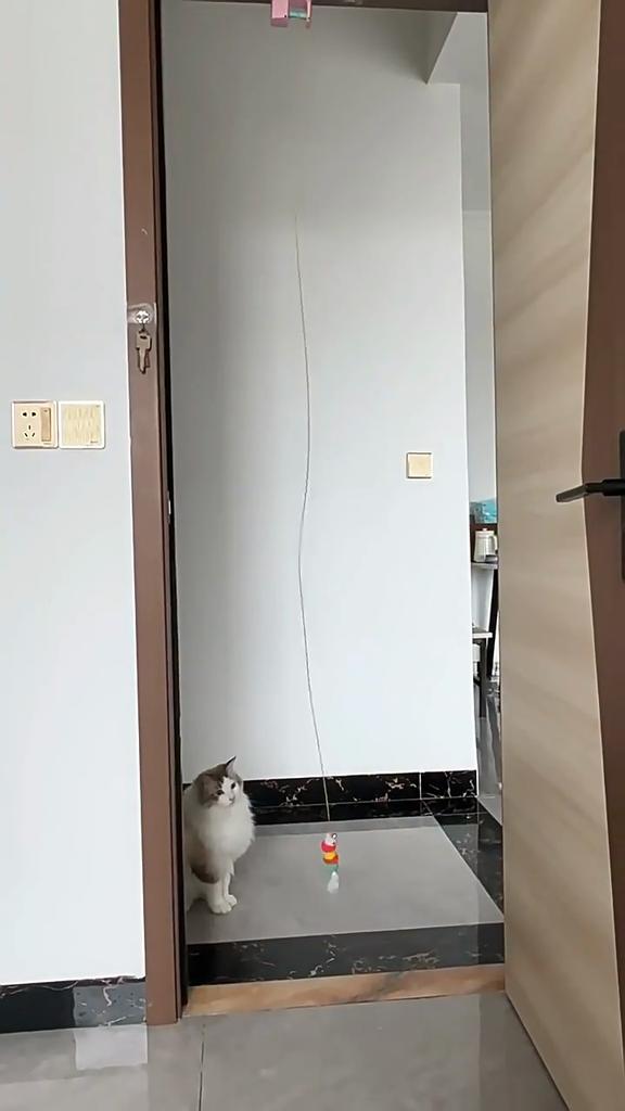 The New Cat Toy Self-hi To Relieve Boredom Cat Yo-yo Toy Consumes Physical Strength Electric Cat Toy