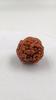4 Mukhi Nepali Rudraksha Bead | Certified Authentic Rudraksha for Spiritual Growth | Genuine Sacred Bead for Meditation & Healing by Navratan Gems