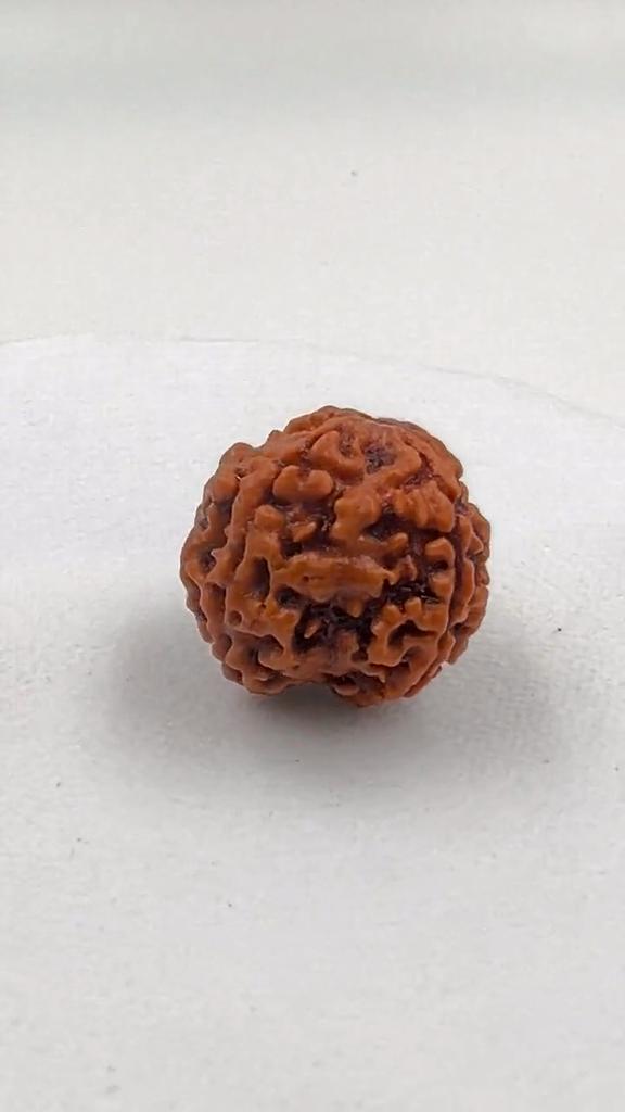 4 Mukhi Nepali Rudraksha Bead | Certified Authentic Rudraksha for Spiritual Growth | Genuine Sacred Bead for Meditation & Healing by Navratan Gems