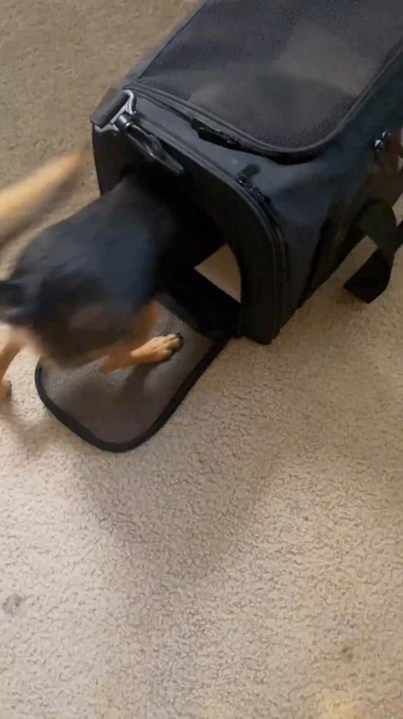 Cat Backpack Pet Carrier Dog Cat Travel Bag Airline Approved Transport Handbag Carrier For Small Dogs And Cats