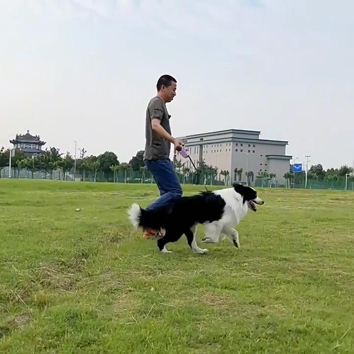 Pet Toy Tennis Dog Grinding Teeth Rebound Elastic Ball Outdoor Training Ball Interactive Toy Puppy