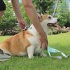 Pet Walking Harness With Reflective Strap For Training And Daily Use Dog Accessory