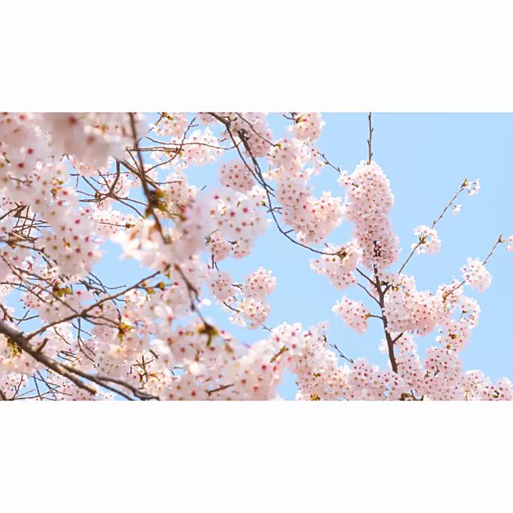 Set premium de curățare și îngrijire a feței LAIKOU Sakura, ca cadou de ziua de naștere