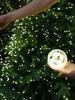 10M / 50M / 200M LED luci della stringa del filo verde ghirlanda di luci natalizie con luci esterne remote per la decorazione dell'albero di Natale per la festa di Capodanno patio di casa