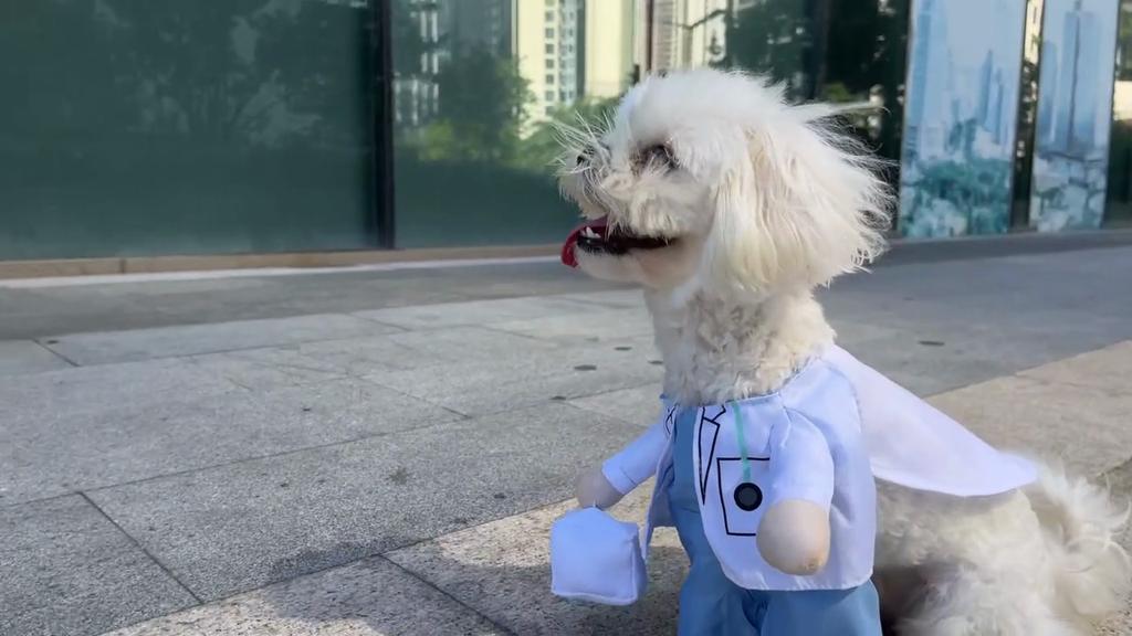 Kostým pre psa mačku na Halloween Kostým lekára sestričky Psie Džínsy Oblečenie Mačka Zábavný outfit Uniforma