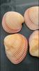 Cockle Plagiocardium Sea Shell for for Decor and Gift and Decoration, River Shell, Choice's Collector Shell Item.