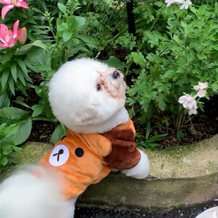 Flanelové oblečky pro psy Podzim Zima Oblečení pro malé psy Měkké Oblečení pro štěňata Čivava Yorkshire Oblečení Psí doplněk