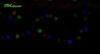 Solar-Lichterkette mit Blumen für den Außenbereich, wasserdicht, 50 LEDs, Lichterkette, Dekorationen für Garten, Zaun, Terrasse, Hof, Weihnachtsbaum, Rasen, Party