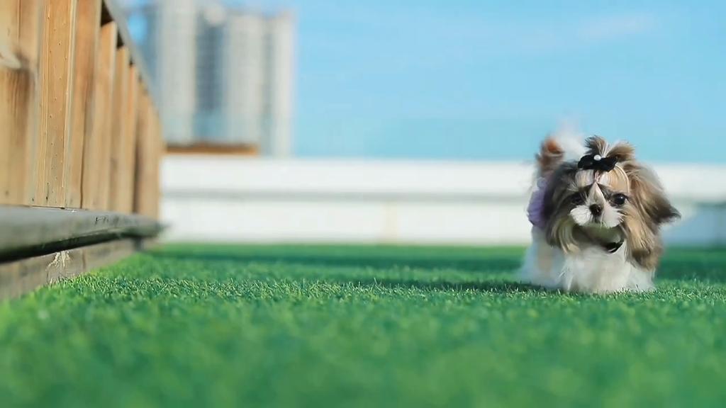 2-in-1 Collapsible Double Pet Bowls - Leak Proof, Portable,Pet Food and Water Feeder - Travel Dog Bowls with Lid for Outdoor Travel and Walking