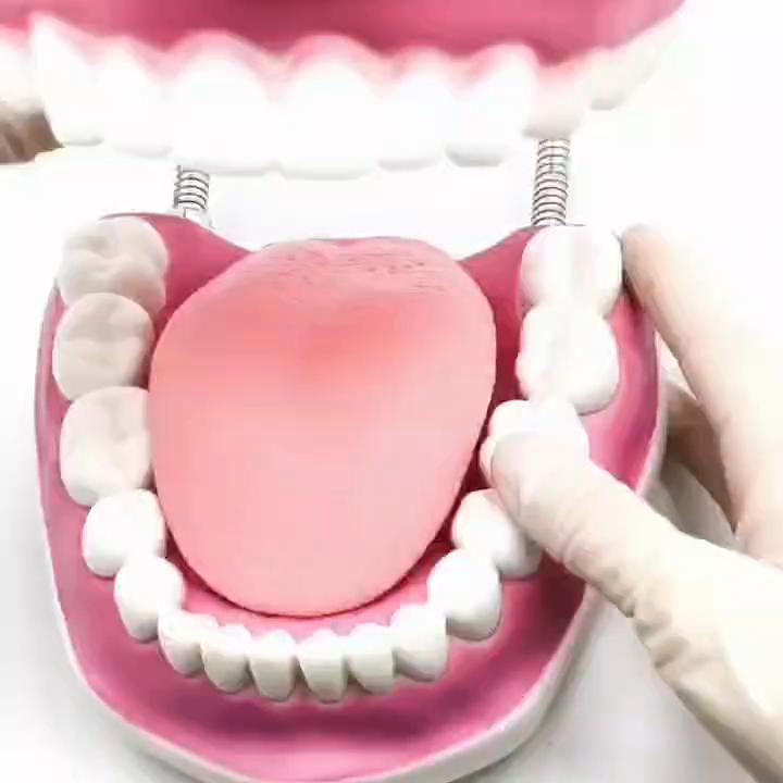 Teaching Dental Brushing Model with Big Toothbrush Standard Flossing Teeth Model Normal Dentist Practice Training Teaching Model