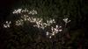 Solar Garden Lights Waterproof Solar Firework Lights with 8 Modes 60LED Solar-Powered Light for Outside Yard Pathway Garden Decor Outdoor