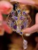 Women Brooch Sparkling Rhinestones Faux Pearl Phoenix Shape Lapel Pin Suits Coats Bags Scarves Badge Versatile Accessory
