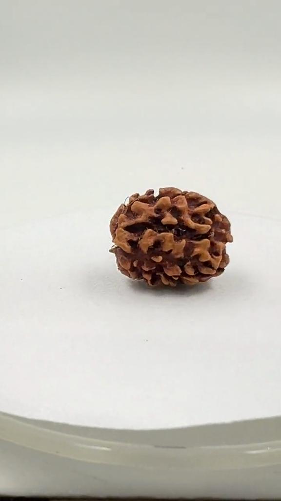 Přírodní 3mukhi korálek Rudraksha | Certifikovaná autentická Rudraksha pro duchovní růst | Pravý posvátný korálek pro meditaci a léčení