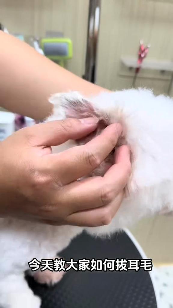 Daoliqi Haustier Ohrpuder - 26g Sanftes Trocknungspuder für sichere Ohrhaarentfernung und Ohrenreinigung bei Hunden und Katzen