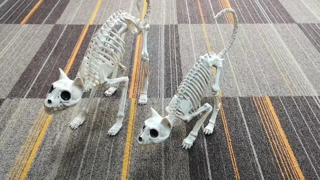 Halloween-decoratie Realistisch uitziend Decoratief Verbeter de sfeer Plastic Horror Cat Skeleton Halloween-ornament voor thuis