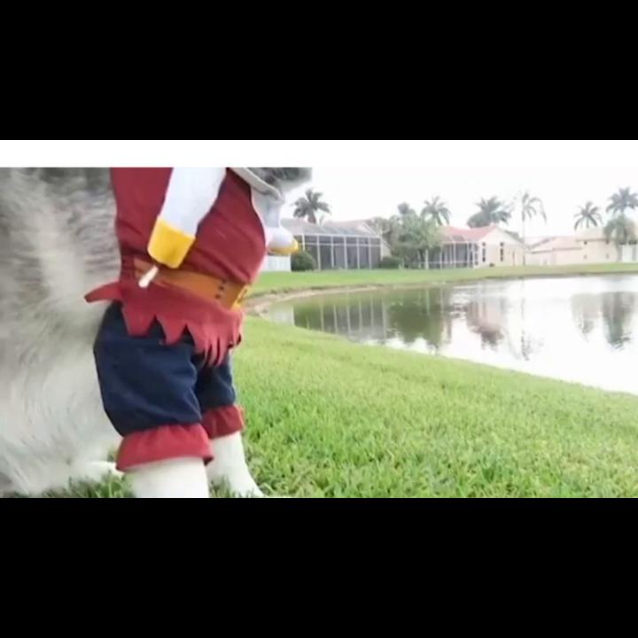 Pet Costumes, Funny And Cute Pet Dog Cat Halloween Pirate Costume Set, Christmas Holiday Costumes, Cosplay, Party Costumes, Cat And Dog Costumes