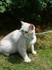 1 Set Cat Leash Adjustable Comfortable Cartoon Angel Wing Kitten Cat Chest Harness for Outdoor