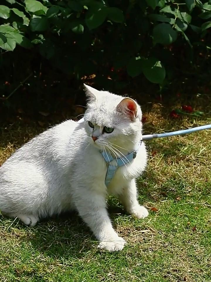 1 Set Cat Leash Adjustable Comfortable Cartoon Angel Wing Kitten Cat Chest Harness for Outdoor
