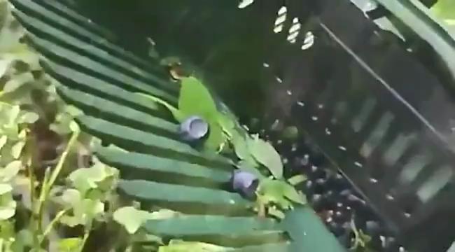 Culegător de Fructe de Pădure Culegător de Afine Cupă cu Pieptene Metalic/Plastic Greble pentru Cules Afine Efort Redus pentru Culegător de Fructe de Pădure mai Ușor