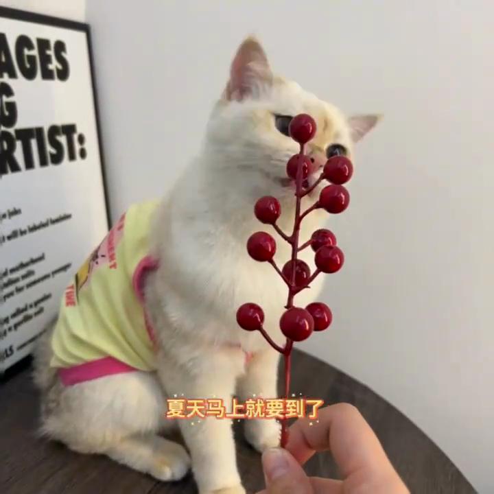 Pet Supplies Thin Summer Cute Clothes Cat Dog Clothes Anti-hair Loss Dopamine Small Dog Sling