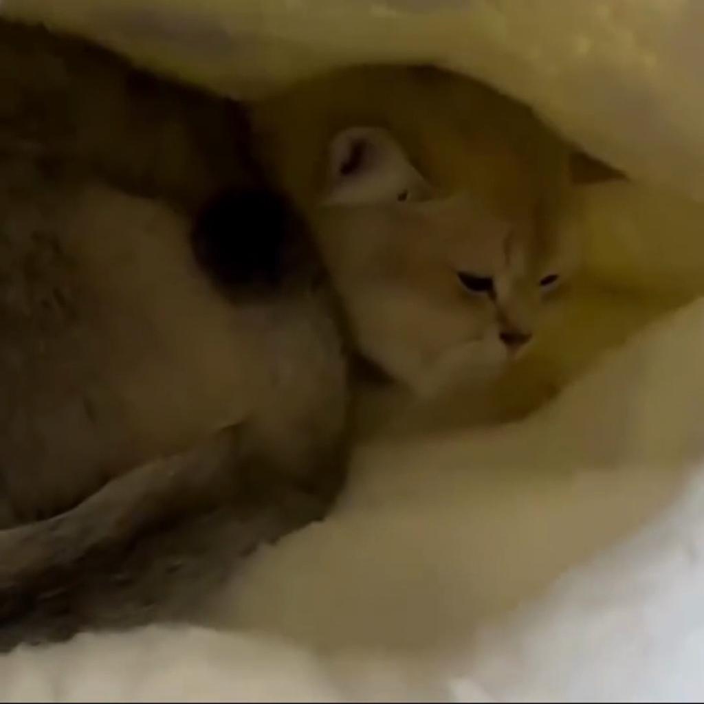 Warmer Katzenschlafsack Flauschiges Gefühl Verdickt Winter Haustier Taschentyp Steppdecke Bett Kätzchen Welpe Weiches Bequemes Nest Haustierbedarf