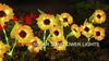 Sunflower Solar Lights Outdoor Garden Decor, Uppgraderad 1 Pack Solar Garden Lights med 3 Solros Lights, Vattentät Solar Outdoor Lights