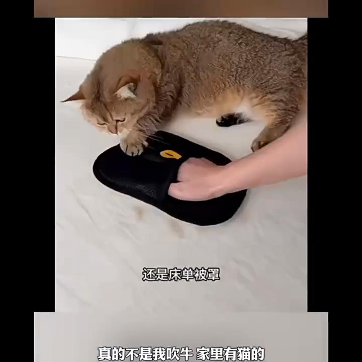 Mănuși noi pentru îngrijirea animalelor de companie Perie statică pentru îndepărtarea prafului Perie pentru îndepărtarea părului de animale de companie pentru îndepărtarea părului de câine de pisică de pe canapea haine pentru covor