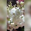 Artificial White Pink Silk Sakura Flowers Branch Cherry Blossom Stem for Wedding Home Decoration