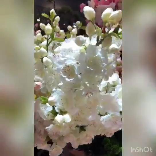 Artificial White Pink Silk Sakura Flowers Branch Cherry Blossom Stem for Wedding Home Decoration