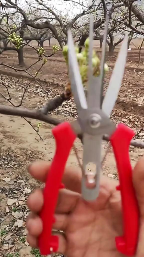 1 buc Foarfece de rarit flori și fructe cu două tăișuri Oțel carbon Grădină Livadă Plantă Kiwi Păr Măr Pomi Fructiferi Unelte de tăiere multifuncționale