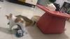 New Cat Window Toy with Suction Cup - Minty Bell & Pompom On a Spring
