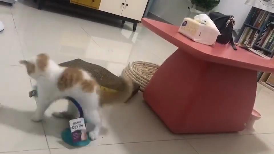 New Cat Window Toy with Suction Cup - Minty Bell & Pompom On a Spring