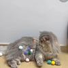 Cat Toys Self-Hi Mute Ball Plush Elastic Cat Toy Play Resistant Teeth Grinding Soft Cat Toy