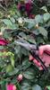 Straight Head Stainless Steel Sharp Slim Blade Labor-Saving Pruning Shears TPR Handle Household Garden Scissors Bonsai Plants