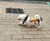 Bicicleta estática para perros con extremidades traseras, silla de ruedas para discapacitados, asistencia para parálisis, adecuada para rehabilitación de patas traseras, mascotas de 4-9kg