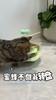 Cat Toy Bee Tumbler Rotating Play Plate Cat Teaser Artifact Self-hi Cat Toy Cat Teaser Stick Toy