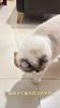 Simulation Calling Bird Cat Toy Cat Self-hi Toy Sounding Bird Teasing Cat Stick Catnip Toy Pet Supplies
